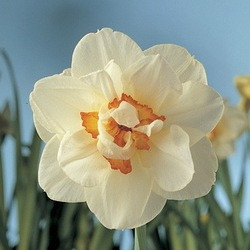 Narcissus Flower Drift, Daffodil Flower Drift, Double narcissus, Double Daffodil